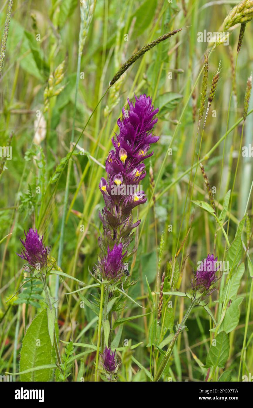 Fleur de blé de champ (Melampyrum arvense), croissance dans le champ de maïs traditionnel, réserve naturelle de College Lake, Hertfordshire, Angleterre, Royaume-Uni Banque D'Images