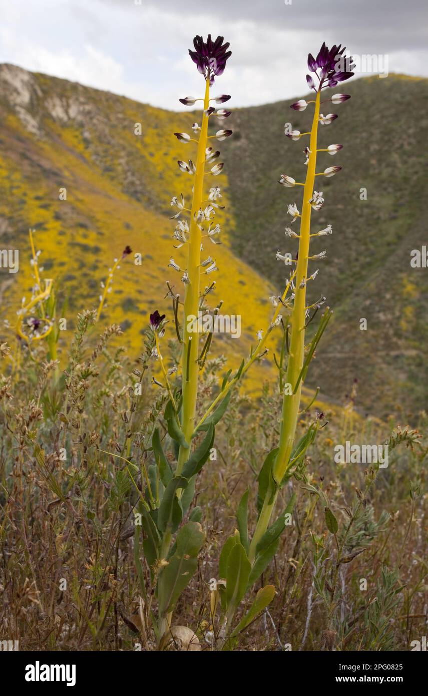 Bougie du désert (Caulanthus inflatus) floraison, croissance sur pente de montagne, Temblor Range, Carrizo Plain, Californie (U.) S. A. Banque D'Images