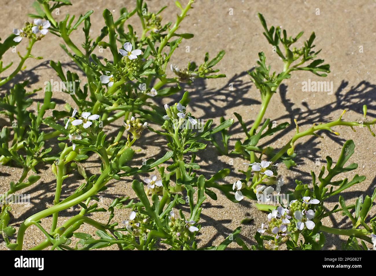 Herbe à scorbut à feuilles longues (Cochlearia anglica), plante crucifère, herbe à scorbut-floraison anglaise, croissance sur la plage, péninsule de Gower, Glamorgan Banque D'Images