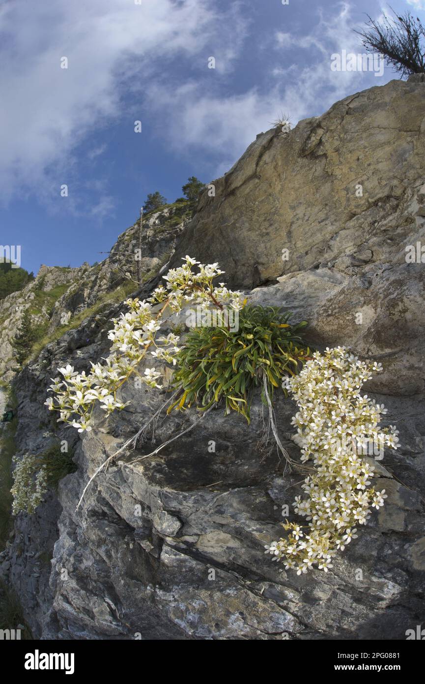 saxifraga callosa (Saxifraga lingulata) en fleurs, croissant sur une roche, Alpes Liguriennes, Ligurie, Italie Banque D'Images