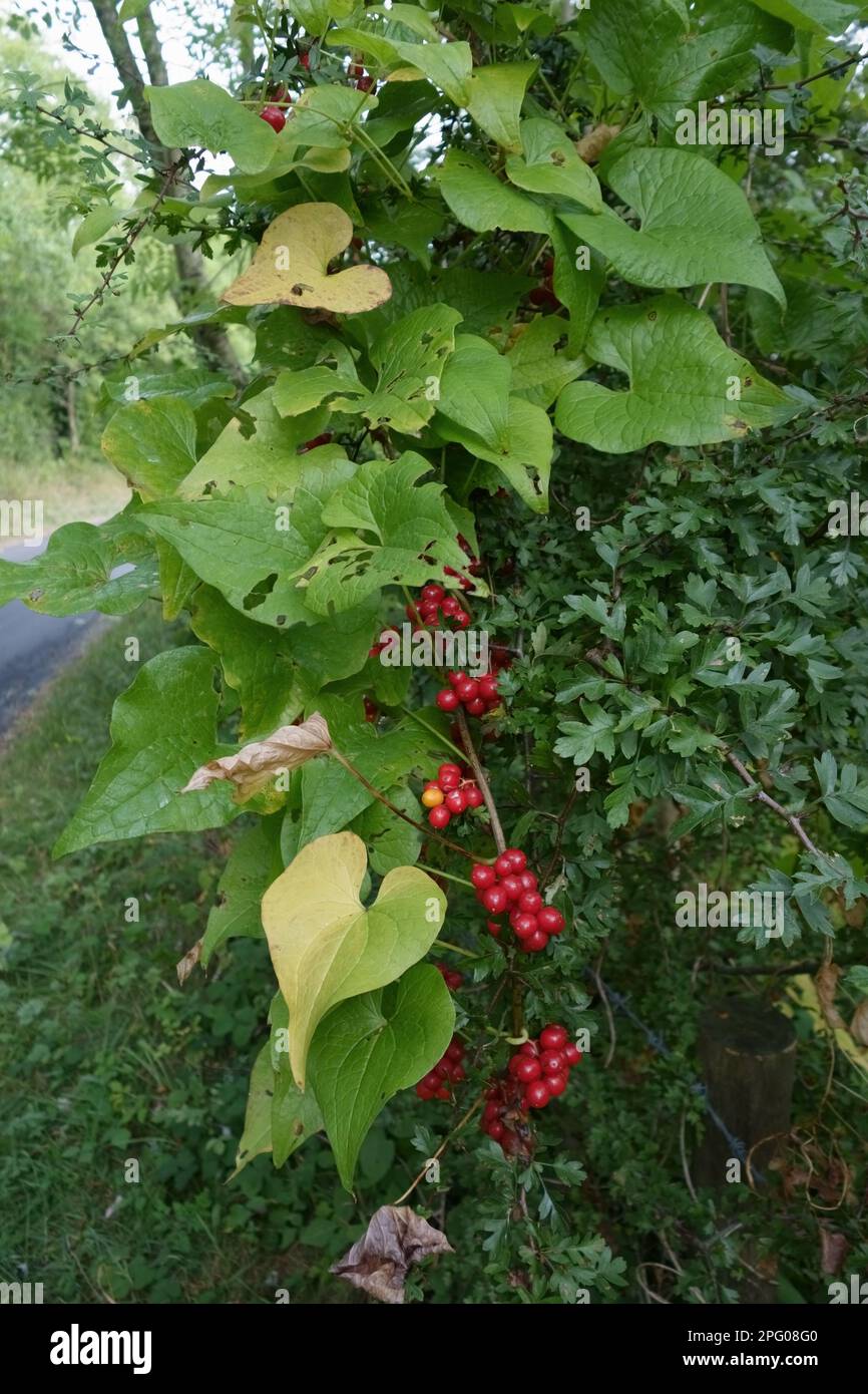 Fruit rouge mûr de bryonie noire (Dioscorea) communis, une plante médicinale pointue d'hédgerows, Berkshire, Angleterre, Royaume-Uni Banque D'Images