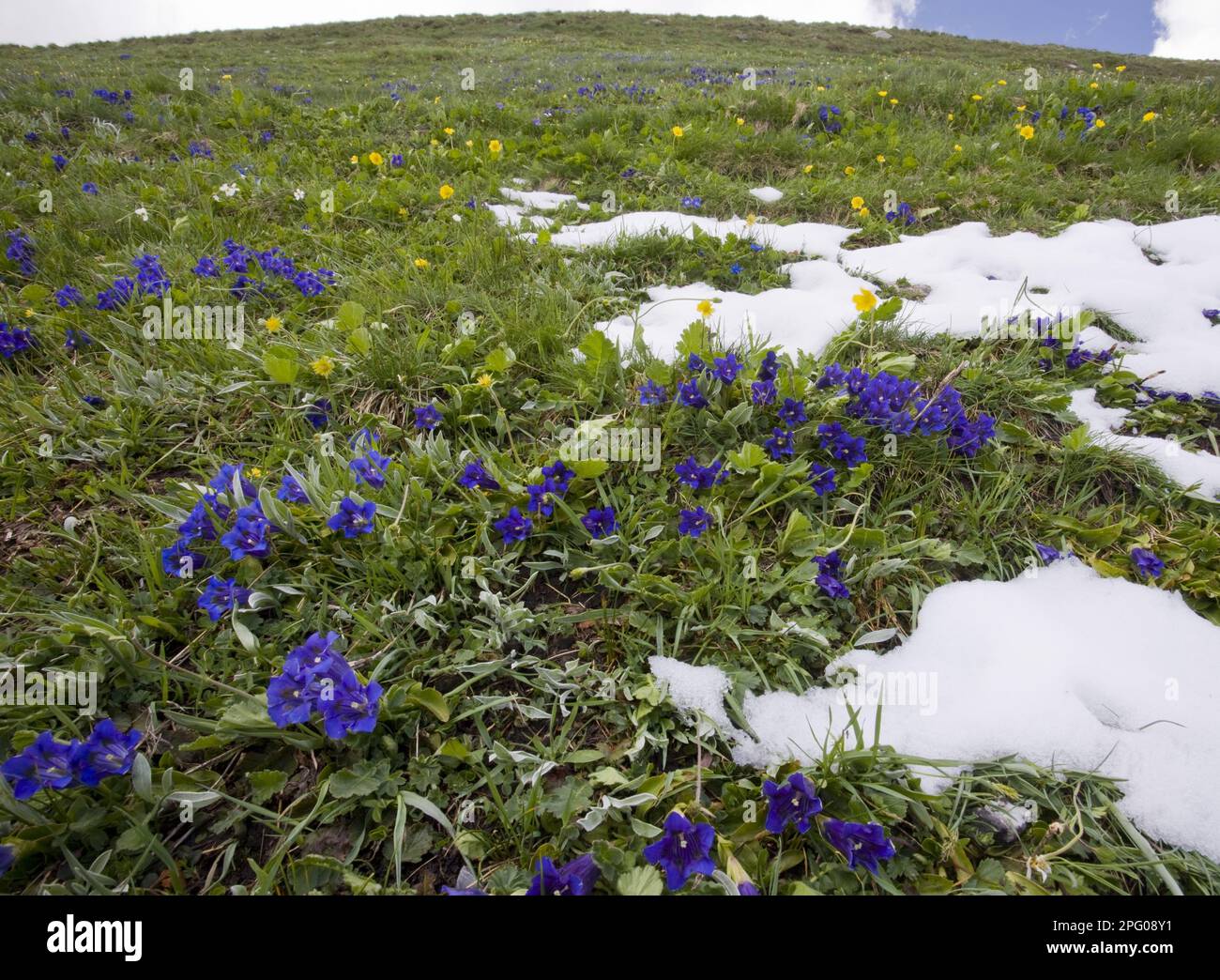 Gentian de Koch, Gentian sans stemless (Gentiana acaulis), Gentian sans tige, Gentian sans stemless, famille Gentian, Floraison de Gentian de trompette, en pente vers l'intérieur Banque D'Images