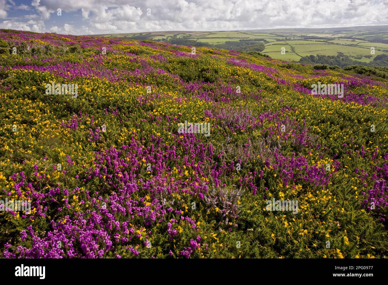 La bruyère de clochette à fleurs (Erica cinerea) et la gorge occidentale (Ulex gallii) poussant sur les sites de moorland, au-dessus de Countisbury, Exmoor, Devon, Angleterre, Unis Banque D'Images