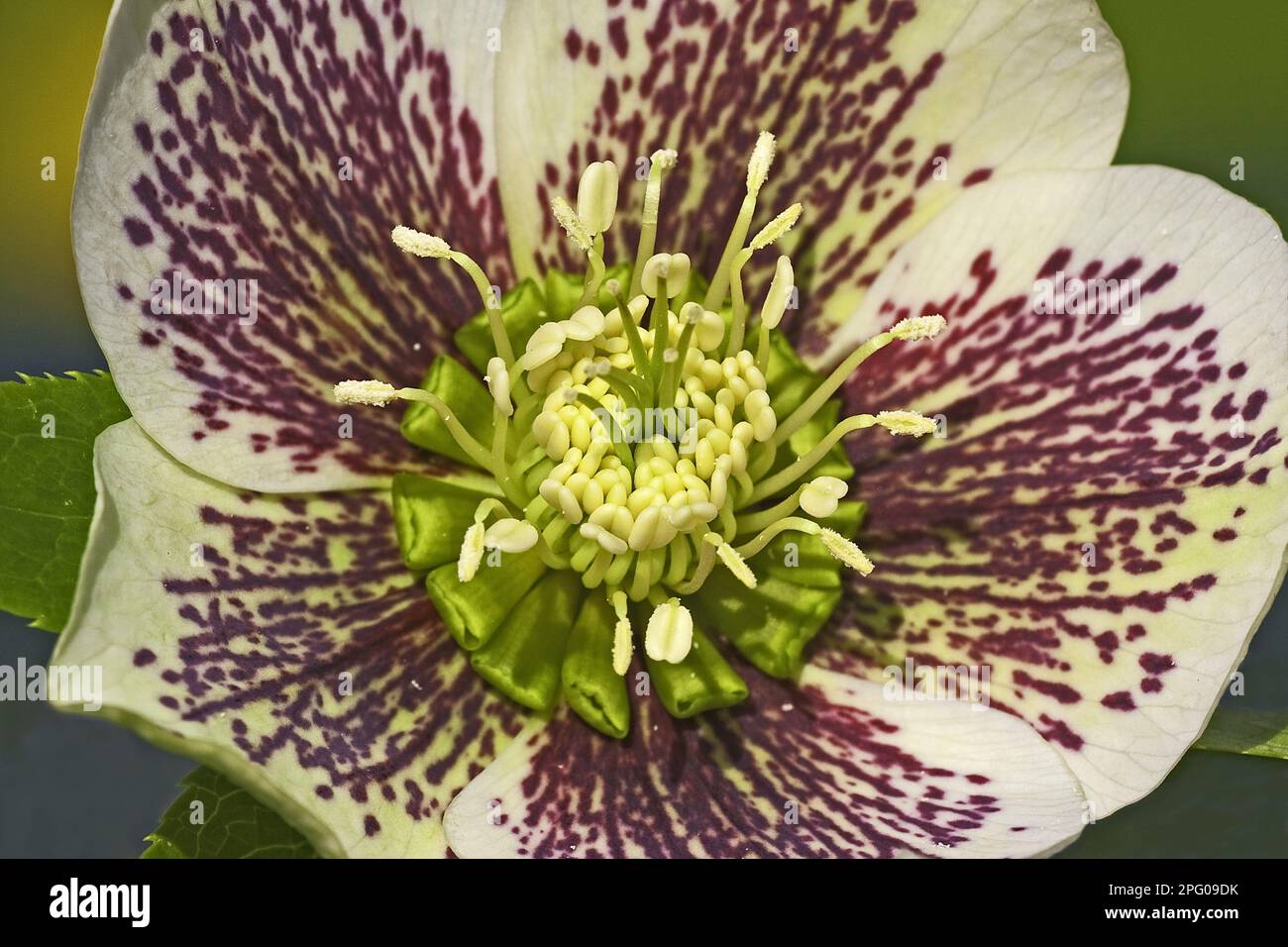 Helleborus cultivé (Helleborus hybridus) gros plan de fleur, dans le jardin, Warwickshire, Angleterre, printemps Banque D'Images