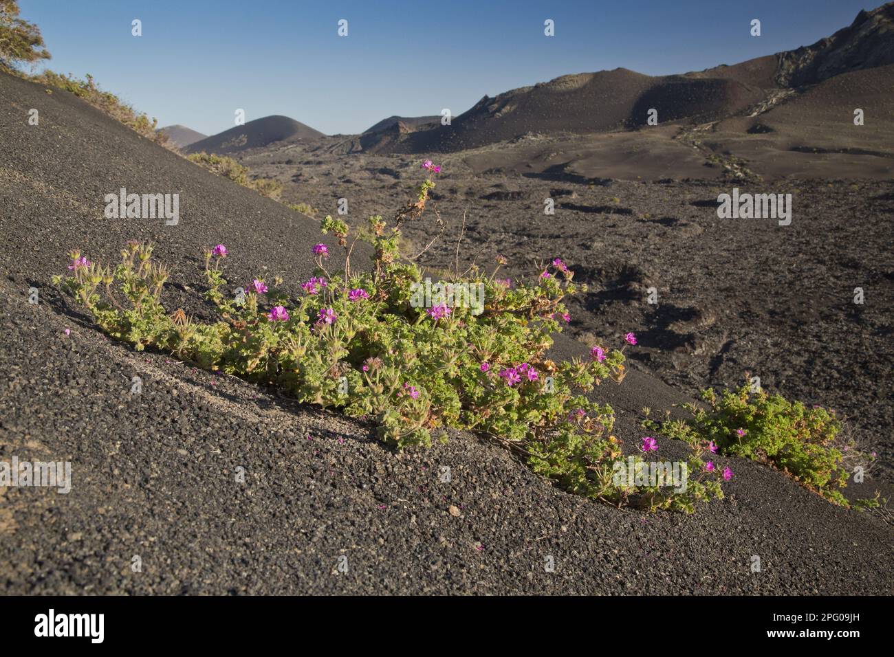 Rose-parfumée attar de roses (Pelargonium capitatum) introduit des espèces, la floraison, croissant sur la lave dans l'habitat volcanique, Lanzarote, îles Canaries Banque D'Images