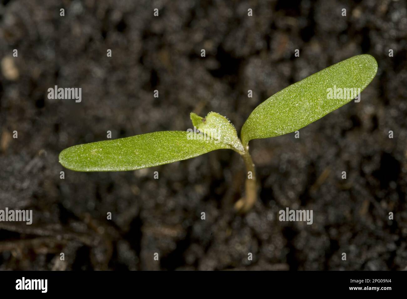 Goosefoot blanc, goosefoot blanc, goosefoot, poule aux graisses, album de Chenopodium, cotylédons de semis de mauvaises herbes annuelles arable Banque D'Images