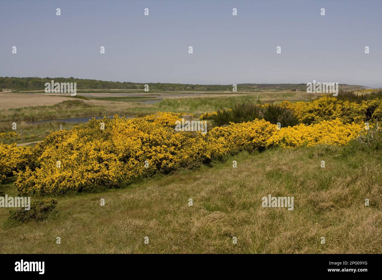 Vue vers l'ouest sur la gorge fleurie jusqu'au marais Minsmere RSPB, Suffolk, heure de mai Banque D'Images