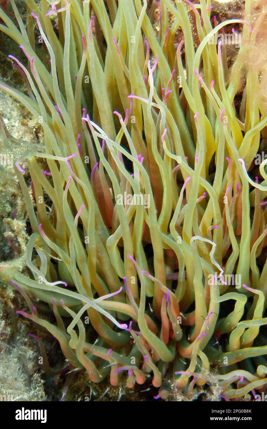 Crevettes, anémone d'oeillet (Anemonia viridis), anémone de mer, symbiotique Banque D'Images