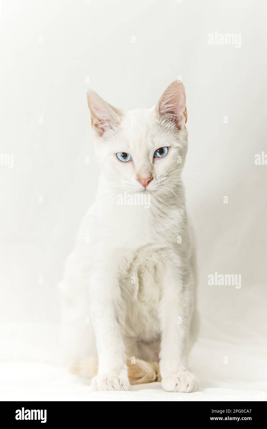 Un chaton blanc avec des yeux très bleus posant sérieusement pour la photo Banque D'Images