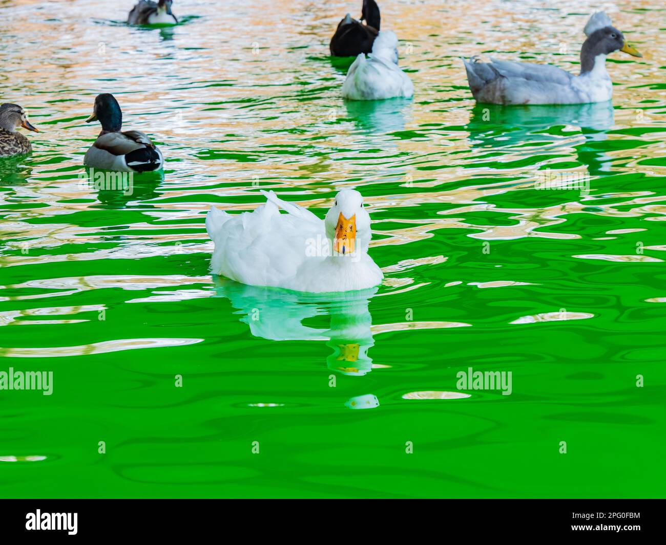 Canard nageant dans l'étang des jardins botaniques Myriad pendant St. Patrick's Day à Oklahoma Banque D'Images