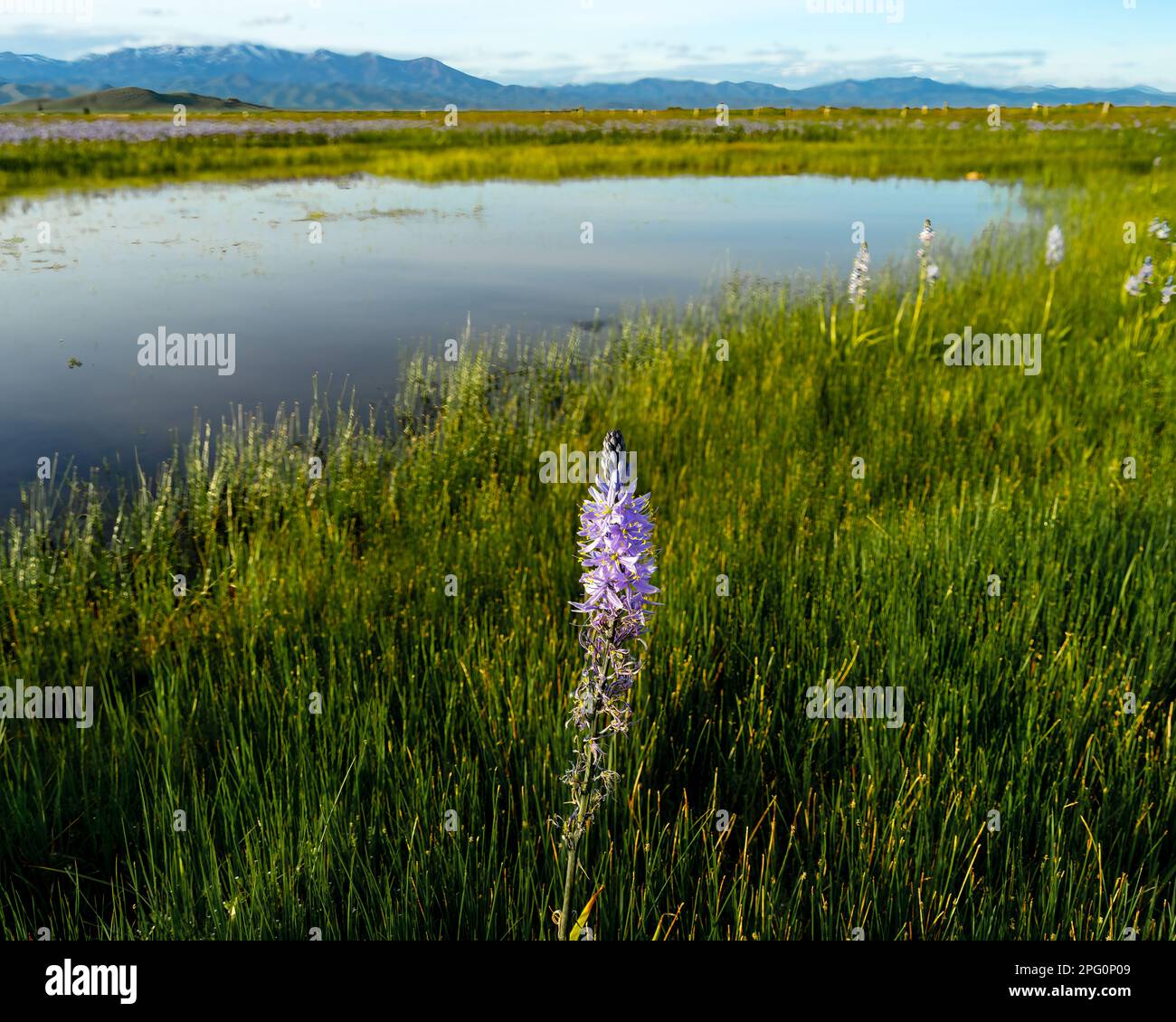 camas violet fleur sauvage au printemps situé dans la nature Banque D'Images