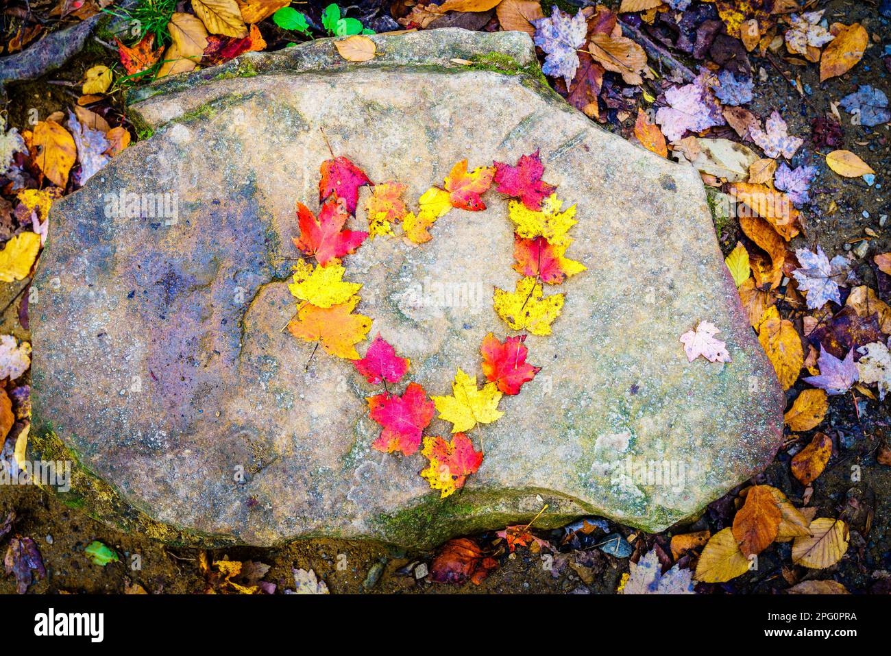 Forme de coeur en feuilles d'érable colorées sur une roche Banque D'Images
