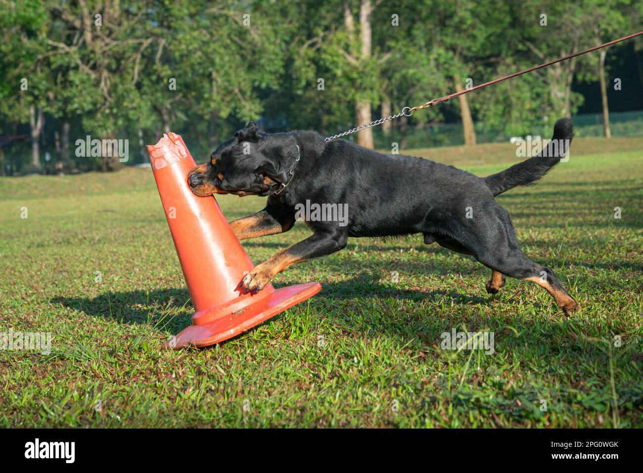 Le chien Rottweiler attaque un cône rouge en le mordant. Concept de dressage de chiens. Banque D'Images