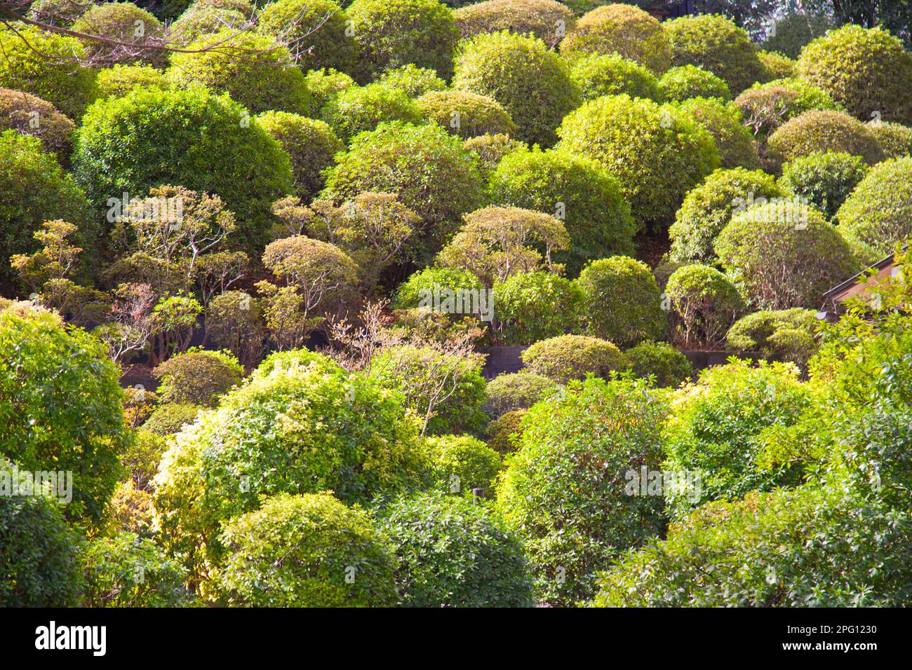 Japon, Tokyo, Sanctuaire de Nezu, Sanctuaire de shinto, jardin, Banque D'Images
