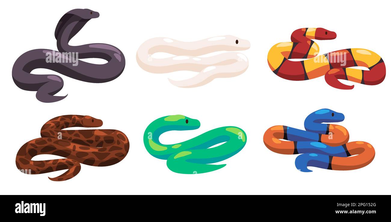 Collection de serpents ensemble de serpent dans de nombreuses couleurs dessin reptile Illustration de Vecteur