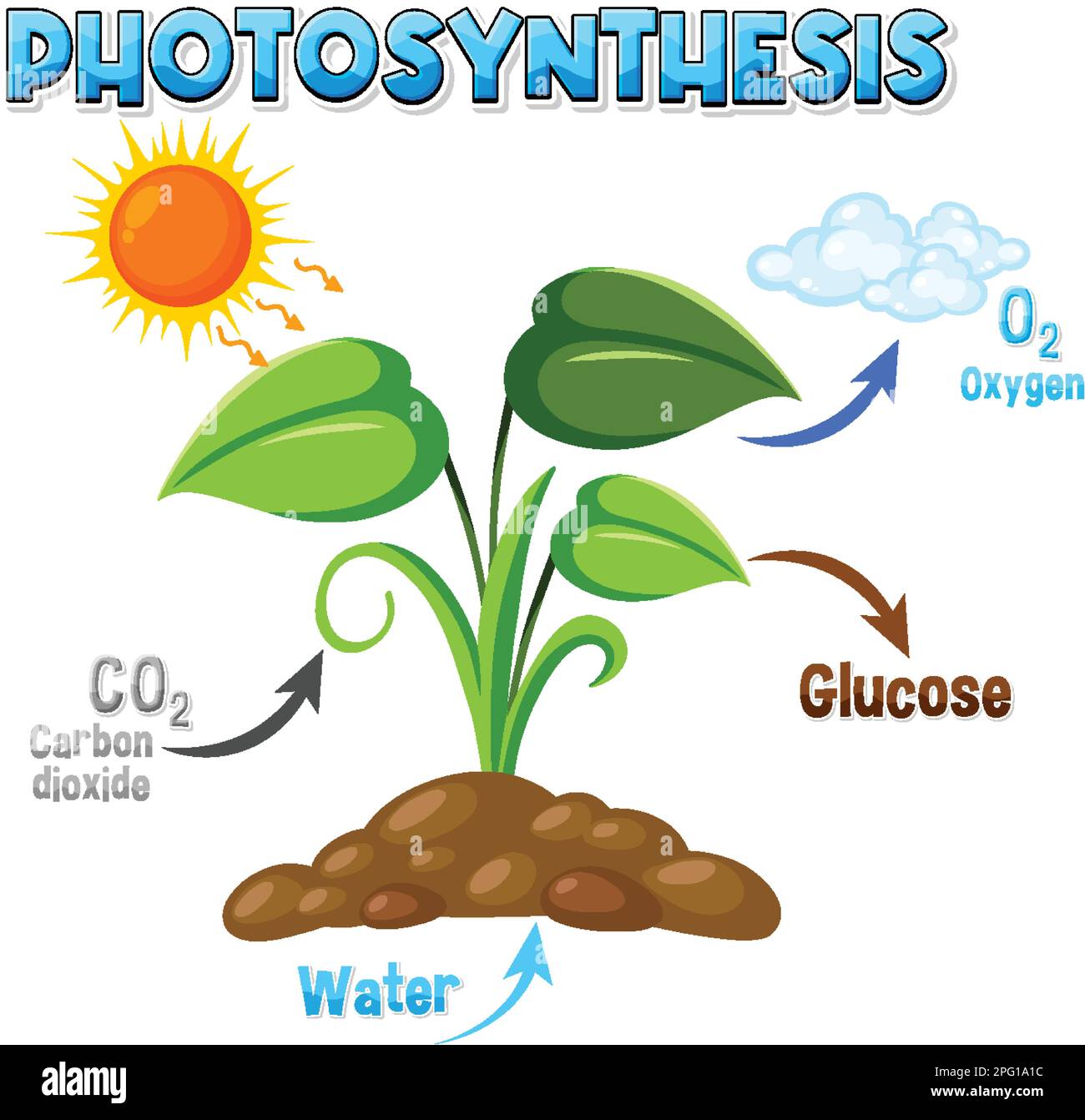 Diagramme de la photosynthèse pour illustration de l'enseignement de la biologie et des sciences de la vie Illustration de Vecteur