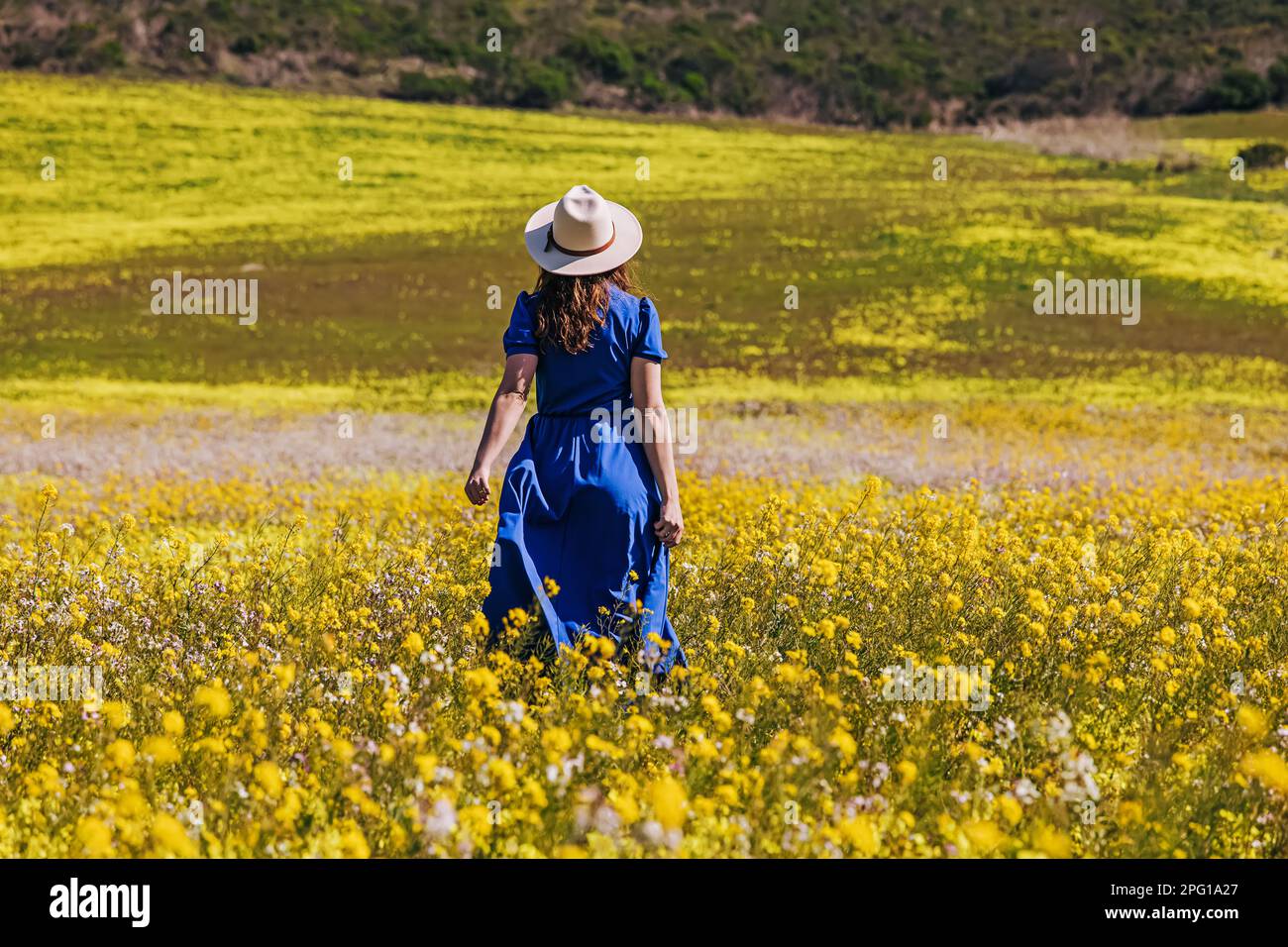 Femme dans une belle robe longue bleue et chapeau blanc marchant dans le domaine des fleurs jaunes, vue de l'arrière Banque D'Images