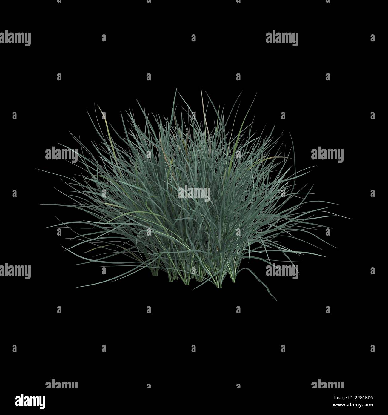 3d illustration du bush festuca glauca isolé sur fond noir Banque D'Images