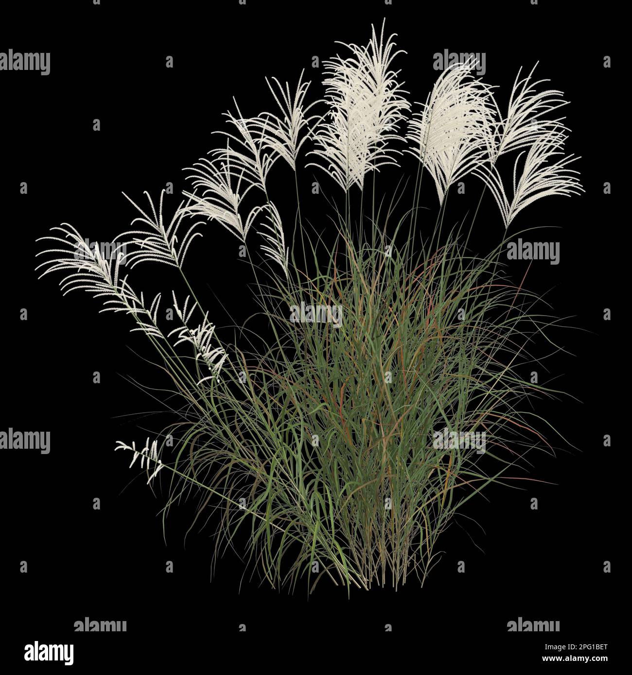 3d illustration de la brousse de miscanthus sacchariflorus isolée sur fond noir Banque D'Images