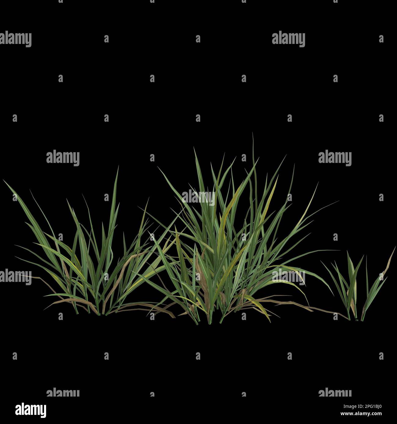 3d illustration du buisson miscanthus isolé sur fond noir Banque D'Images