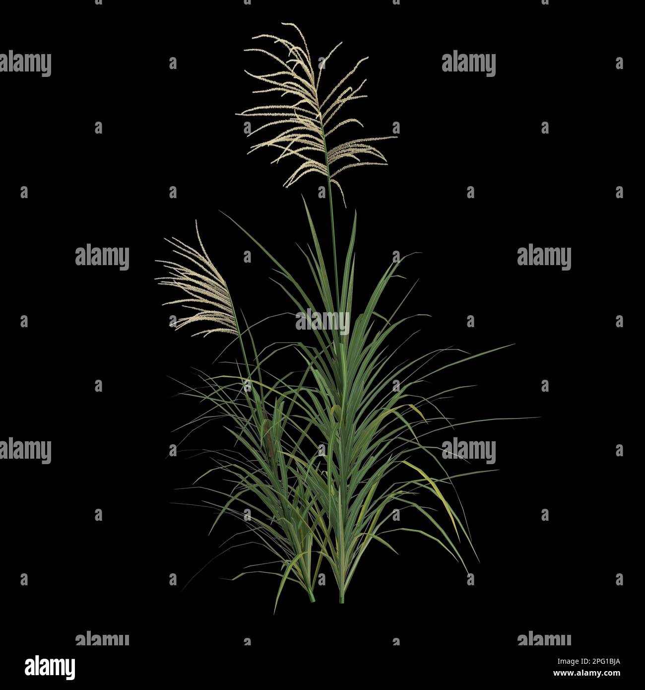 3d illustration du buisson miscanthus isolé sur fond noir Banque D'Images