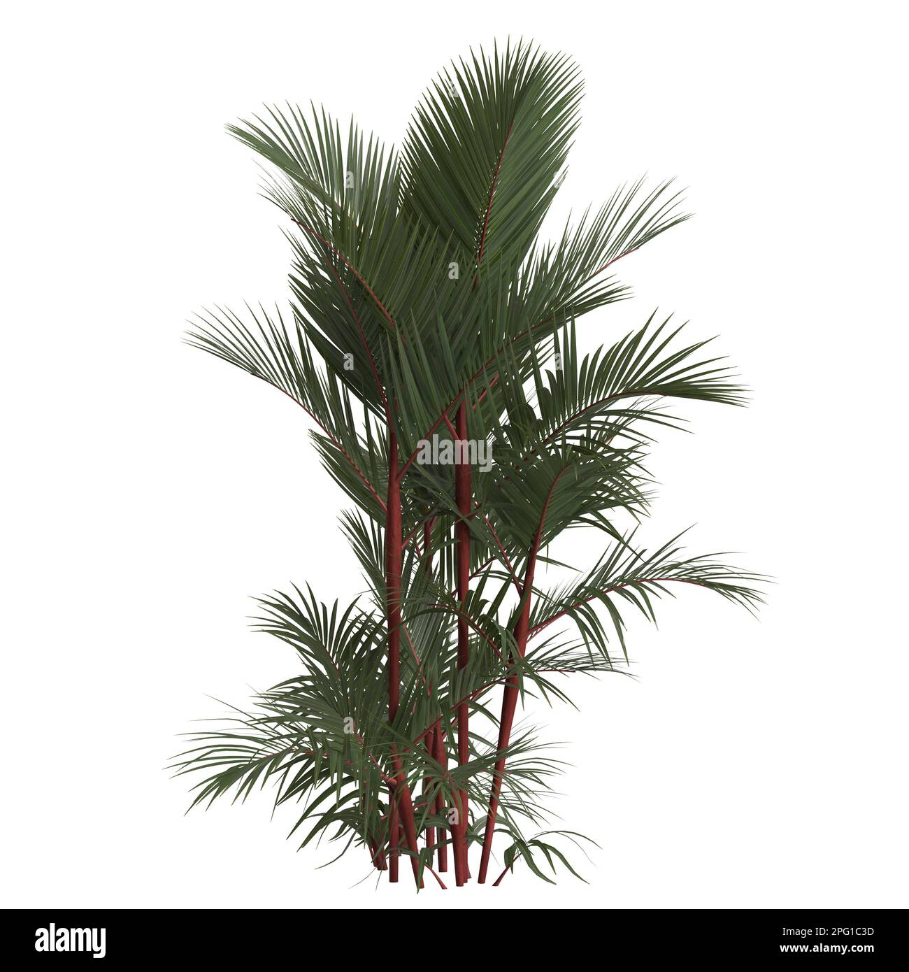 3d illustration de cyrtostachys renda palmier isolé sur fond blanc Banque D'Images
