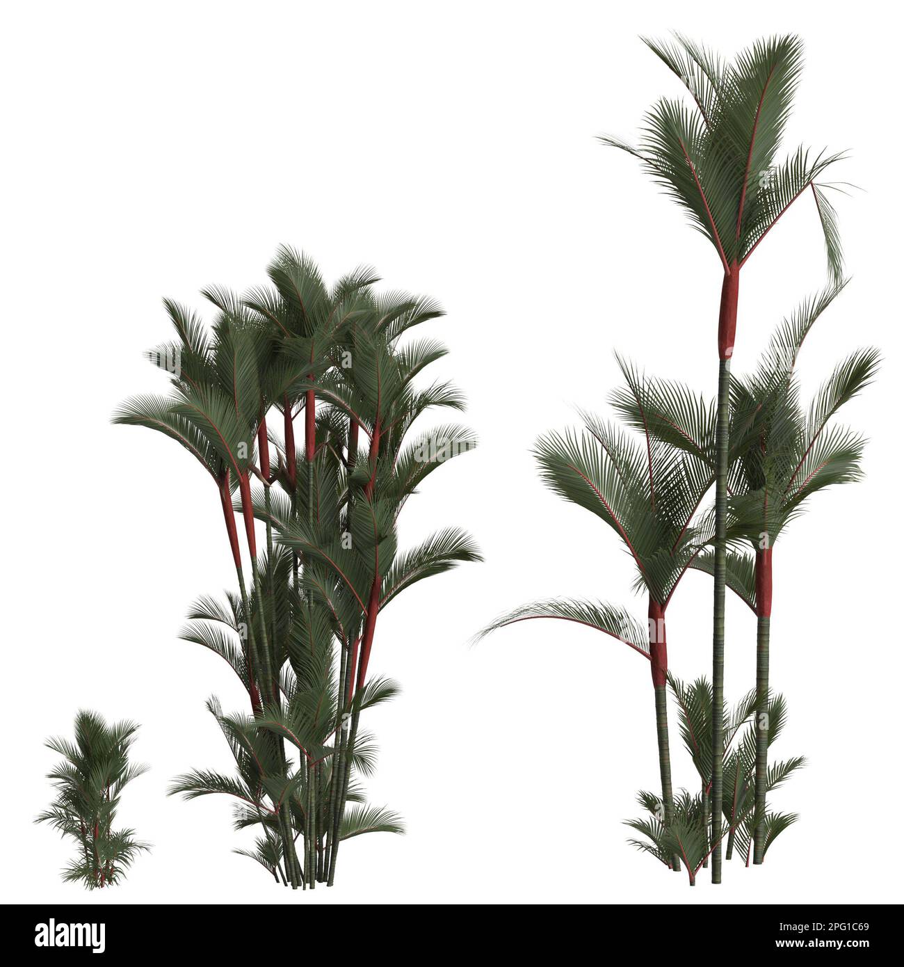 3d illustration de l'ensemble de cyrtostachys renda palmier isolé sur fond blanc Banque D'Images