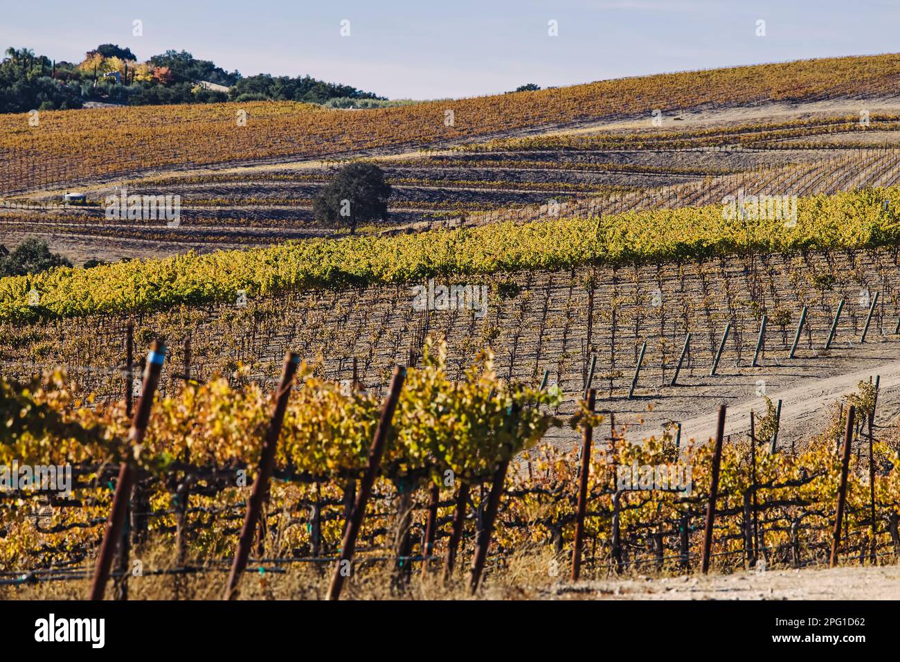 Vignoble aux feuilles jaunes le jour chaud d'automne ensoleillé, Paso Robles, Californie Banque D'Images