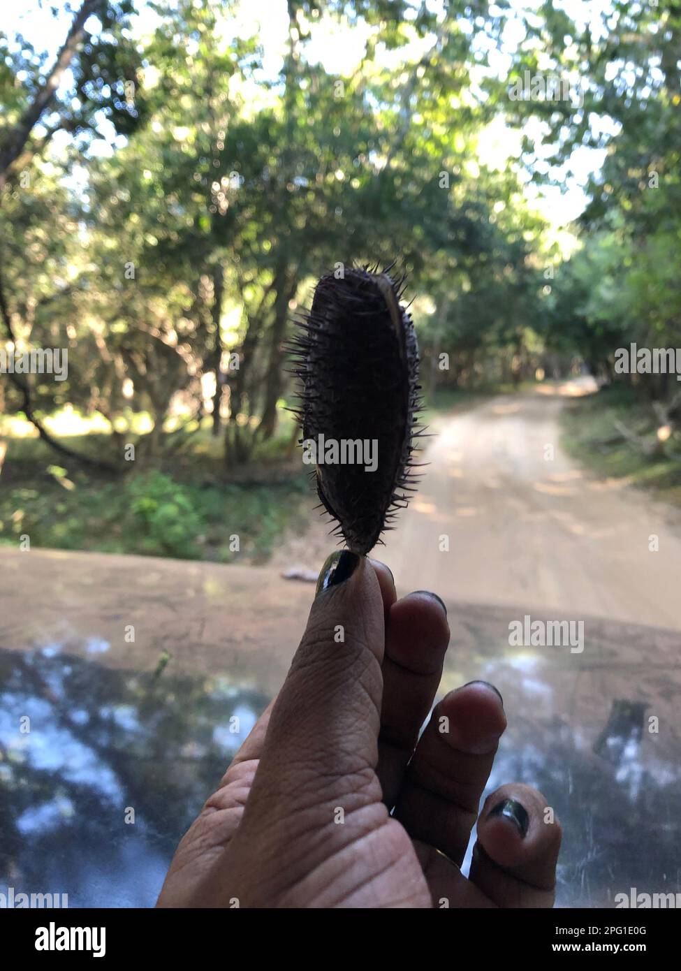 Belle photographie de la nature au Sri Lanka. Visite Sri Lanka Banque D'Images