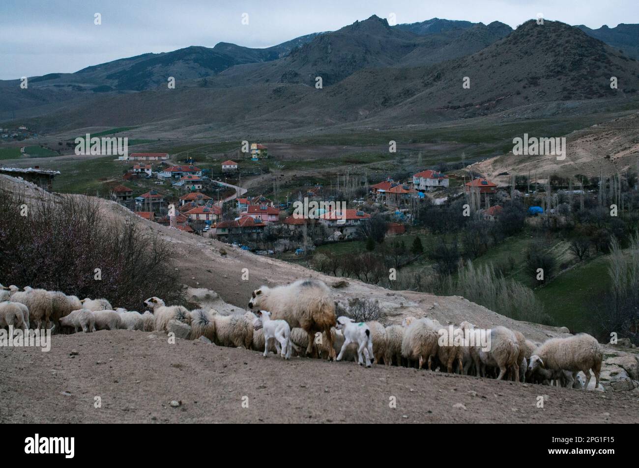 23 mars 2016, Afyonkarahisar, Turquie: Quand les moutons retournent au village, leurs agneaux qui veulent boire du lait les suivent. Dans le village de Kark?n d'Afyonkarahisar, avec une population de 339 habitants, les éleveurs élèvent principalement des moutons, des chèvres et des vaches dans les grottes situées juste à côté du village. Les villageois qui vivent de l'élevage disent qu'environ 50 grottes ont été utilisées pour le même but depuis 100 ans. Dans le village de Kark?n d'Afyonkarahisar, avec une population de 339 habitants, les éleveurs élèvent principalement des moutons, des chèvres et des vaches dans les grottes situées juste à côté du village. Les villageois qui vivent de l'ani Banque D'Images