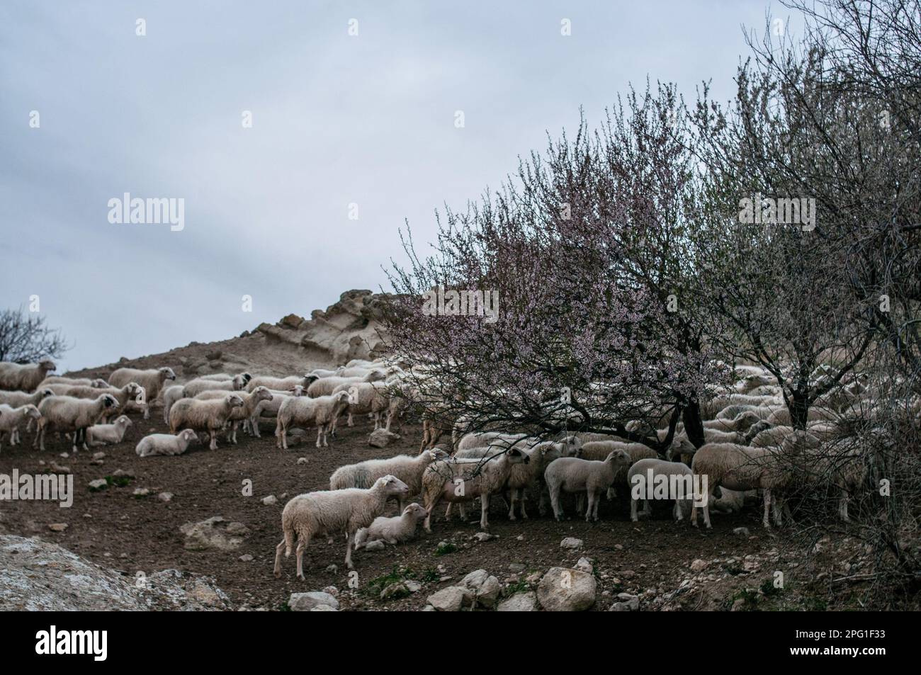 23 mars 2016, Afyonkarahisar, Turquie: Les moutons revenant du plateau reposent sous les arbres en fleurs avec l'arrivée du printemps. Dans le village de Kark?n d'Afyonkarahisar, avec une population de 339 habitants, les éleveurs élèvent principalement des moutons, des chèvres et des vaches dans les grottes situées juste à côté du village. Les villageois qui vivent de l'élevage disent qu'environ 50 grottes ont été utilisées pour le même but depuis 100 ans. Dans le village de Kark?n d'Afyonkarahisar, avec une population de 339 habitants, les éleveurs élèvent principalement des moutons, des chèvres et des vaches dans les grottes situées juste à côté du village. Les villageois qui font une vie Banque D'Images
