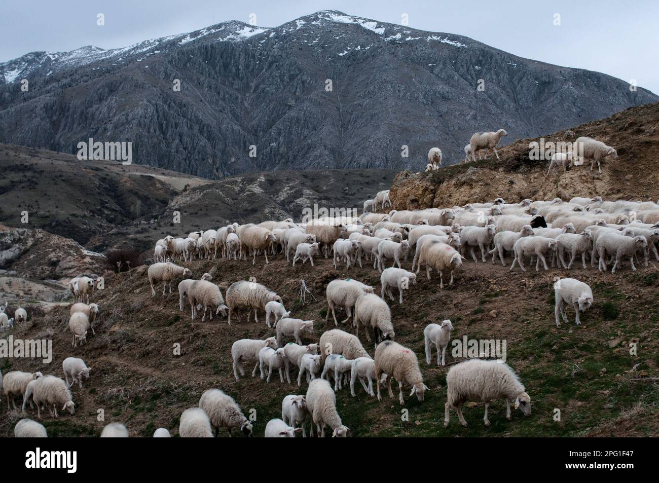 Afyonkarahisar, Turquie. 23rd mars 2016. Le troupeau continue de se brouter. Dans le village de Kark?n d'Afyonkarahisar, avec une population de 339 habitants, les éleveurs élèvent principalement des moutons, des chèvres et des vaches dans les grottes situées juste à côté du village. Les villageois qui vivent de l'élevage disent qu'environ 50 grottes ont été utilisées pour le même but depuis 100 ans. Dans le village de Kark?n d'Afyonkarahisar, avec une population de 339 habitants, les éleveurs élèvent principalement des moutons, des chèvres et des vaches dans les grottes situées juste à côté du village. Les villageois qui vivent de l'élevage disent qu'environ 50 grottes ont été utilisées pour Banque D'Images