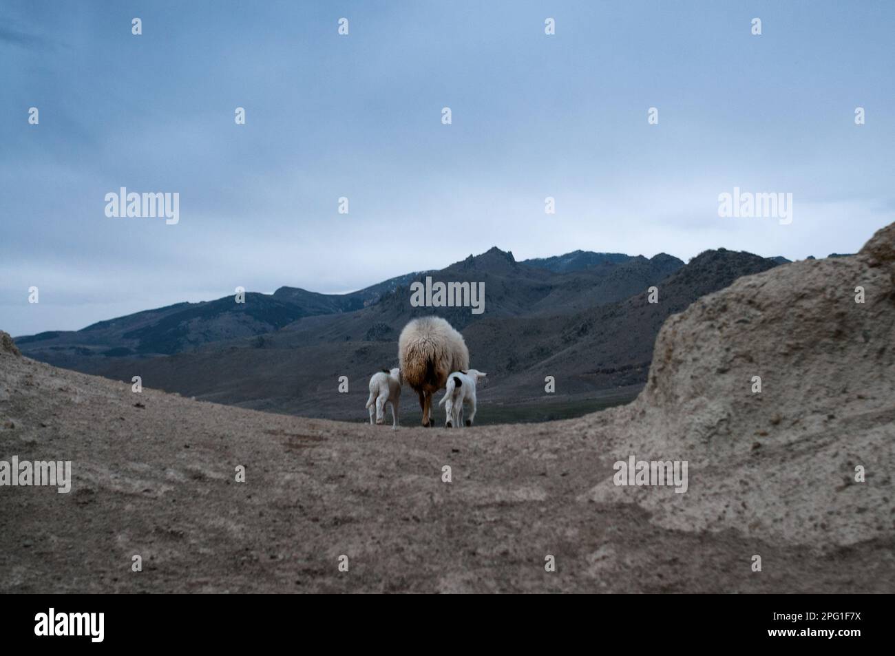 Afyonkarahisar, Turquie. 23rd mars 2016. Les moutons ont vu partir avec ses deux agneaux. Dans le village de Kark?n d'Afyonkarahisar, avec une population de 339 habitants, les éleveurs élèvent principalement des moutons, des chèvres et des vaches dans les grottes situées juste à côté du village. Les villageois qui vivent de l'élevage disent qu'environ 50 grottes ont été utilisées pour le même but depuis 100 ans. Dans le village de Kark?n d'Afyonkarahisar, avec une population de 339 habitants, les éleveurs élèvent principalement des moutons, des chèvres et des vaches dans les grottes situées juste à côté du village. Les villageois qui vivent de l'élevage disent qu'environ 50 grottes ont Banque D'Images