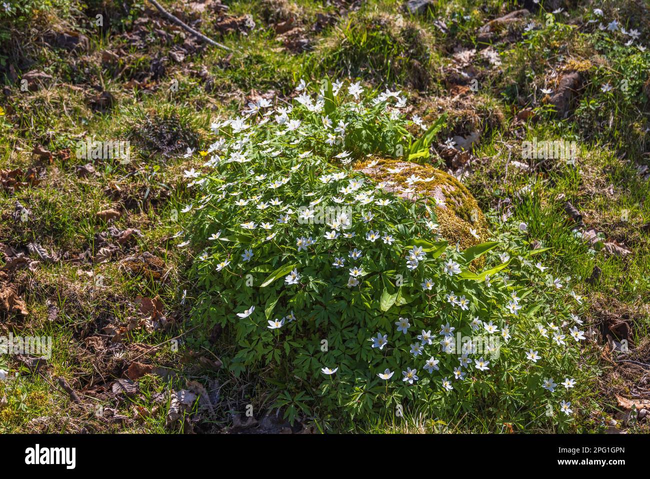 L'anémone de bois fleurit au début du printemps Banque D'Images