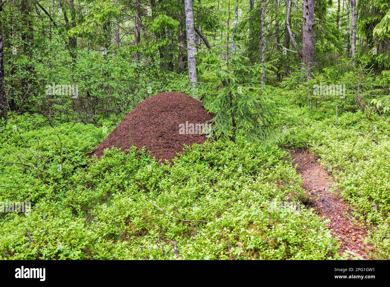 Anthill dans la forêt par un sentier Banque D'Images