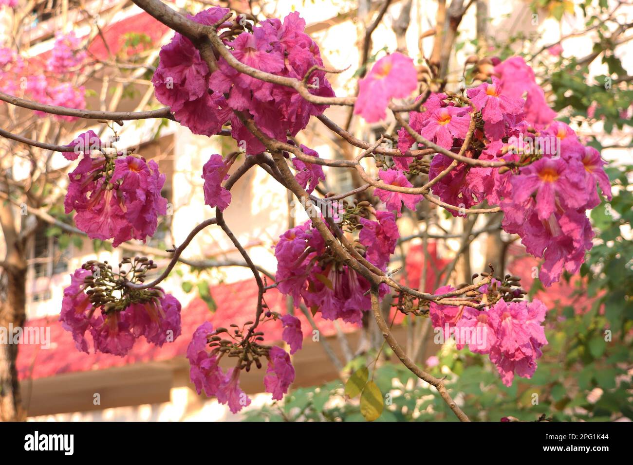 Tabebuia rosea, Rose trompette fleur à CAN Tho University, mars 2023, Campus, CAN Tho City, Viet Nam Banque D'Images