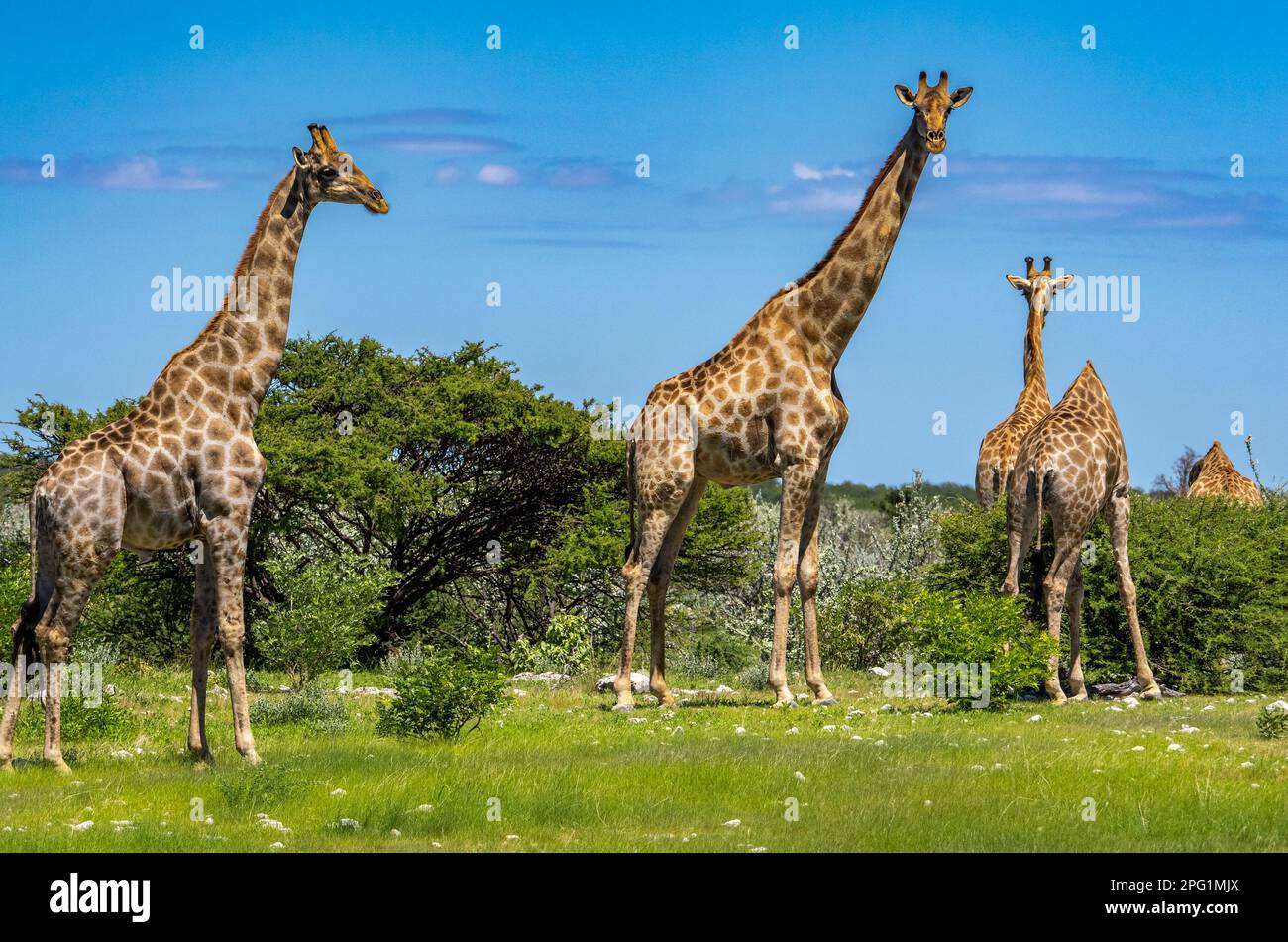 Parc national d'Etosha, Namibie du Nord 2023 Banque D'Images