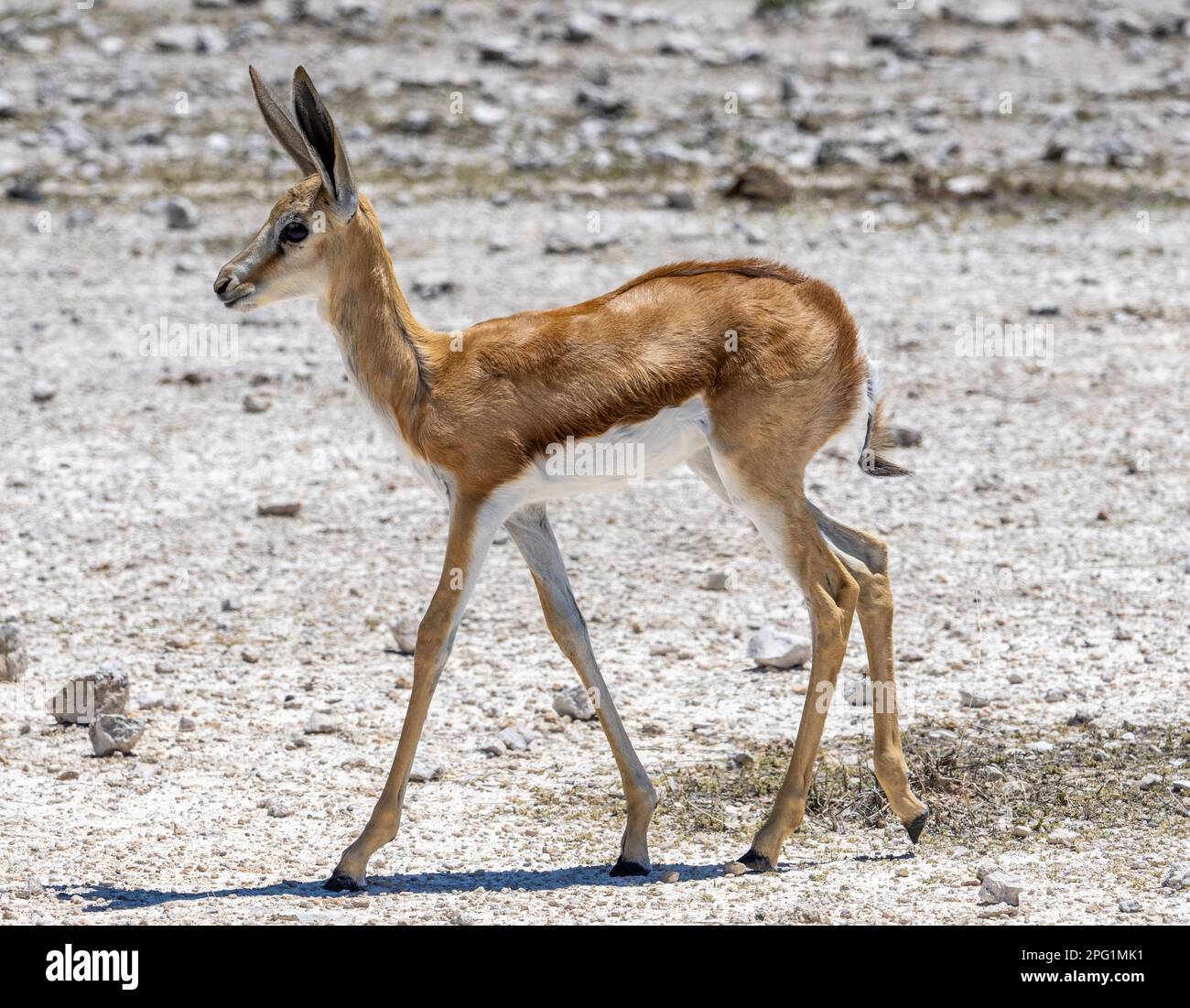 Parc national d'Etosha, Namibie du Nord 2023 Banque D'Images