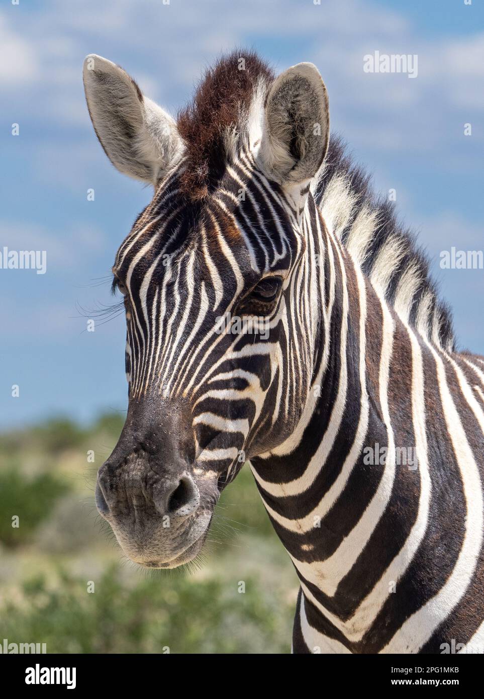 Parc national d'Etosha, Namibie du Nord 2023 Banque D'Images