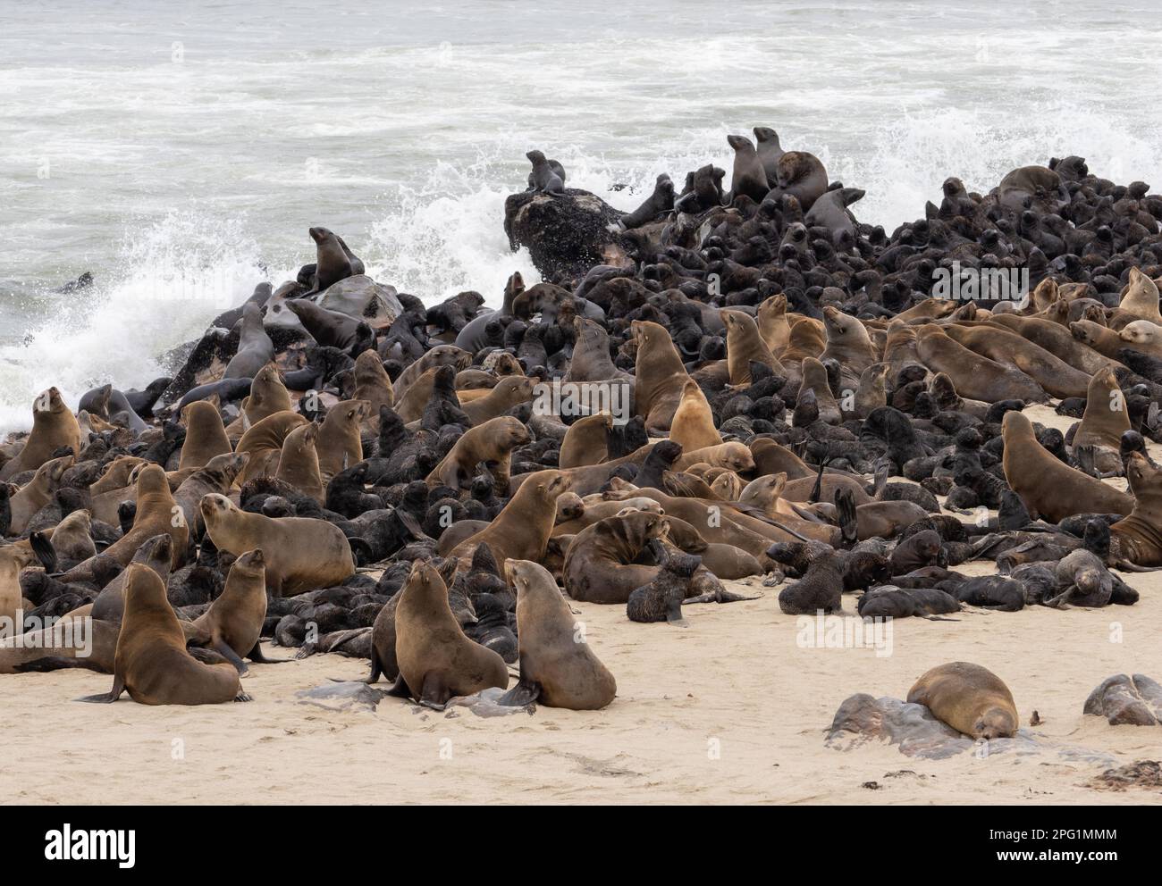 Phoques de la colonie/réserve de phoques du Cap Cross sur la côte de Sceleton, dans le nord de la Namibie 2023 Banque D'Images
