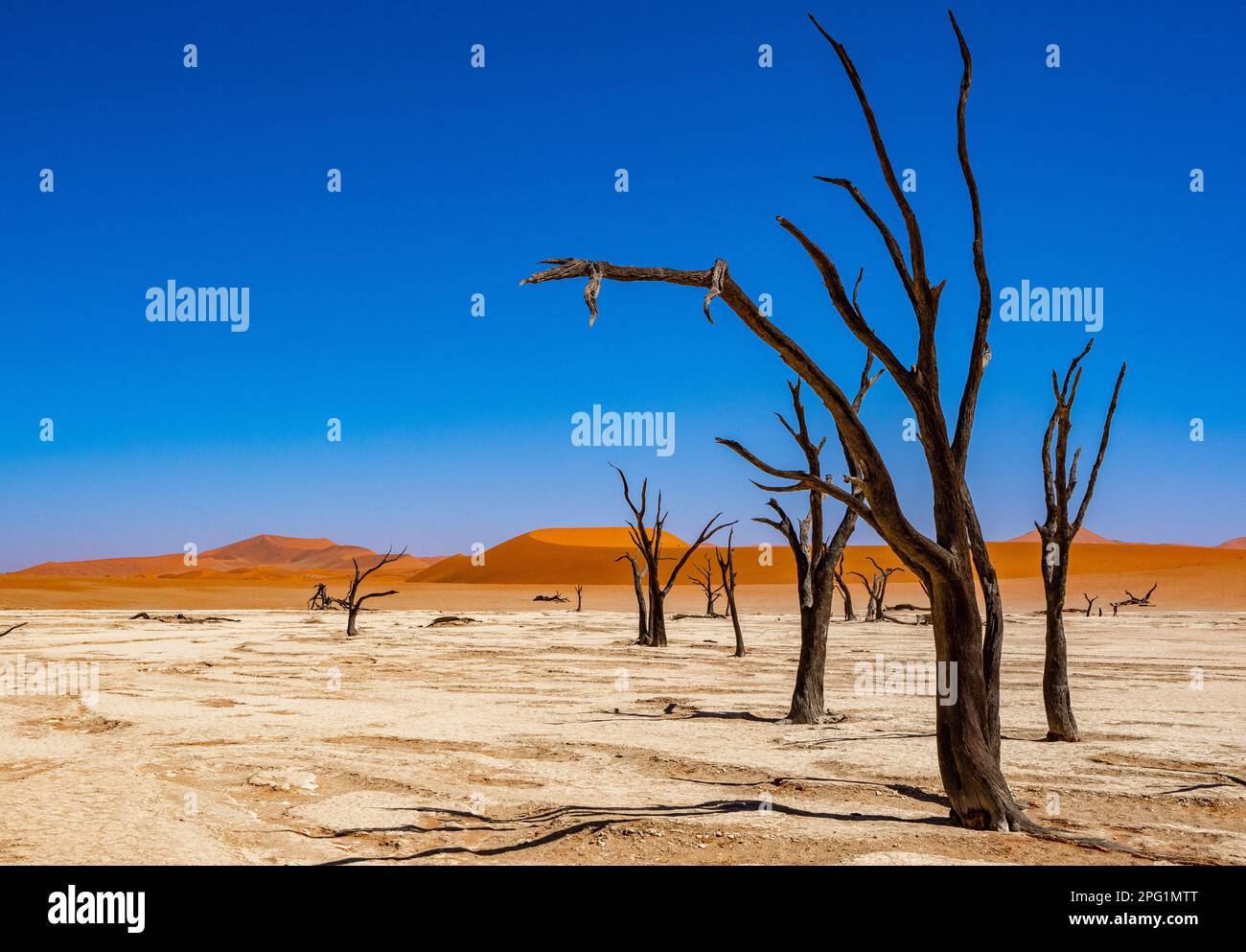 Sossusvlei, dunes de sable rouge en Namibie, située dans la partie sud du désert du Namib. Banque D'Images