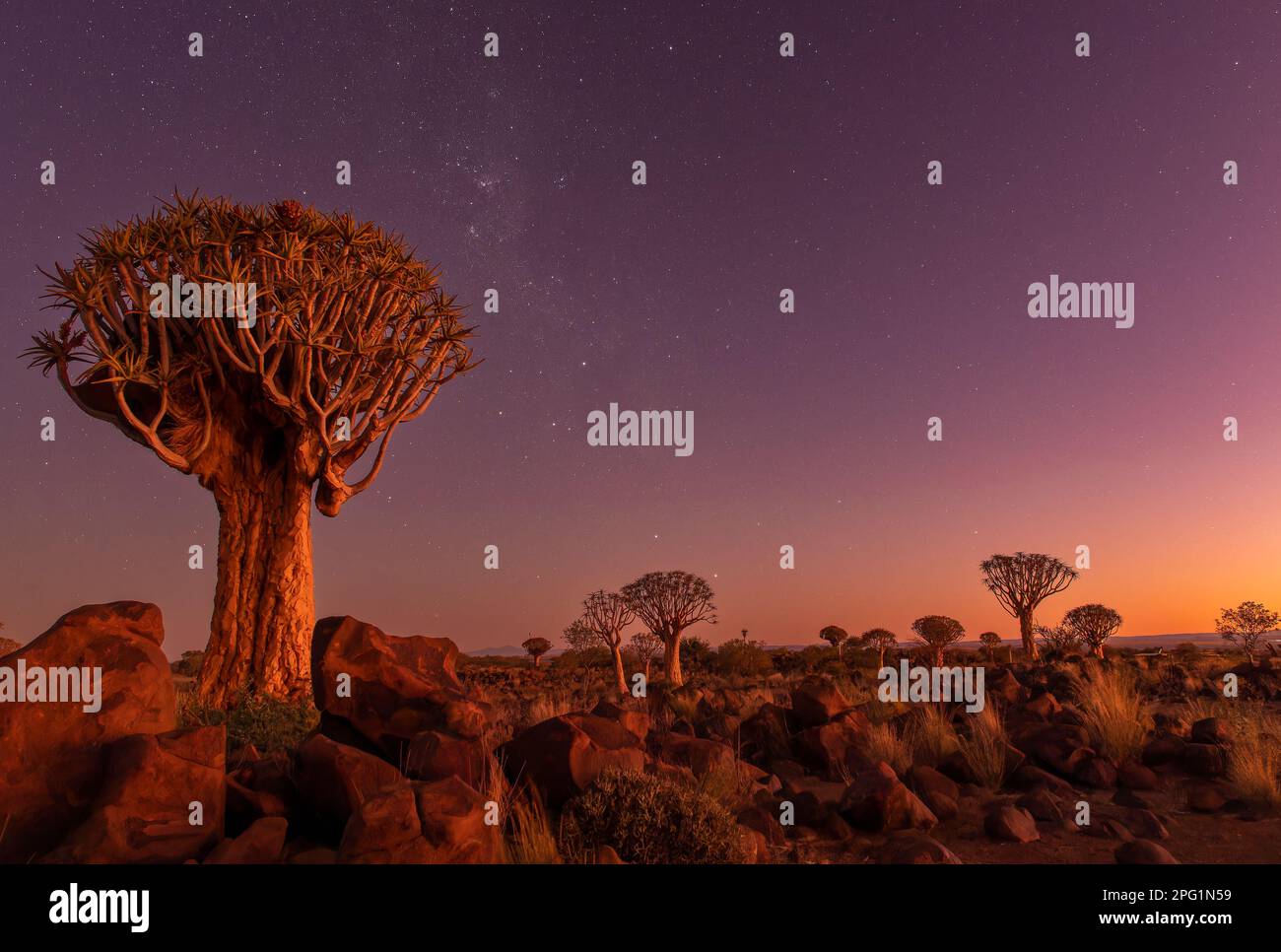 Forêt de Quivertree, Gariganus, Keetmanshoop, Namibie, 2023. L'un des endroits dans le monde où ces arbres a un nombre qui crée une forêt. Banque D'Images