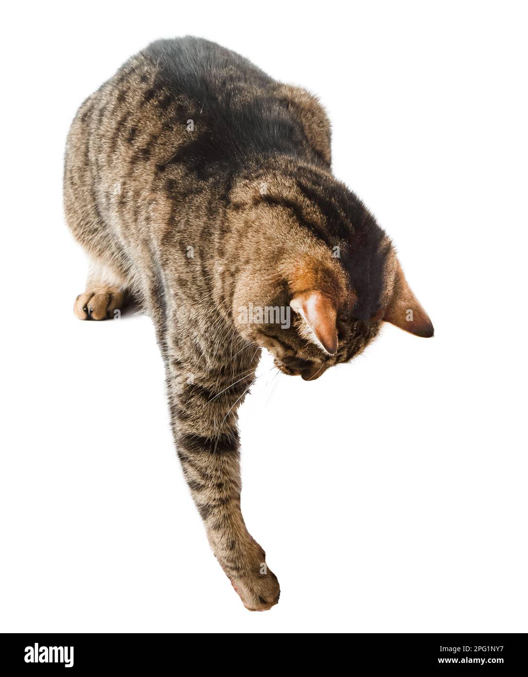 Cat isolé sur blanc. Un chat d'une race européenne regarde. Gris brun rayé doux. Animaux de compagnie. Jeux amusants. Paw Banque D'Images