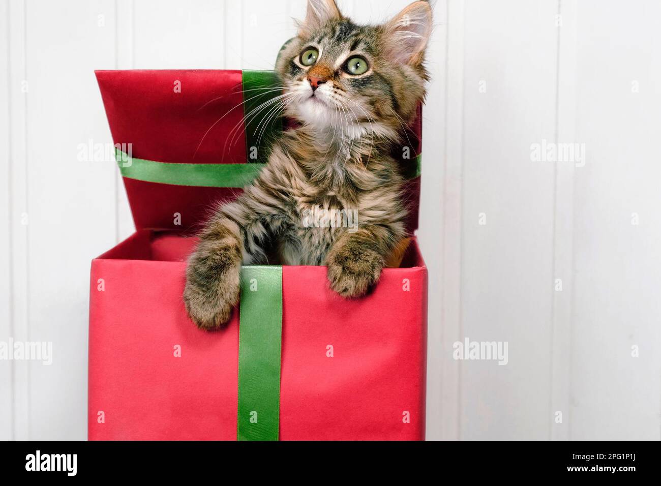 Little Cat est dans une boîte cadeau rouge. Chaton pour présent. Noël Kitty.  Concept festif. Arrière-plan en bois blanc, espace de copie pour le texte.  Cadeaux de Noël pour animaux de compagnie