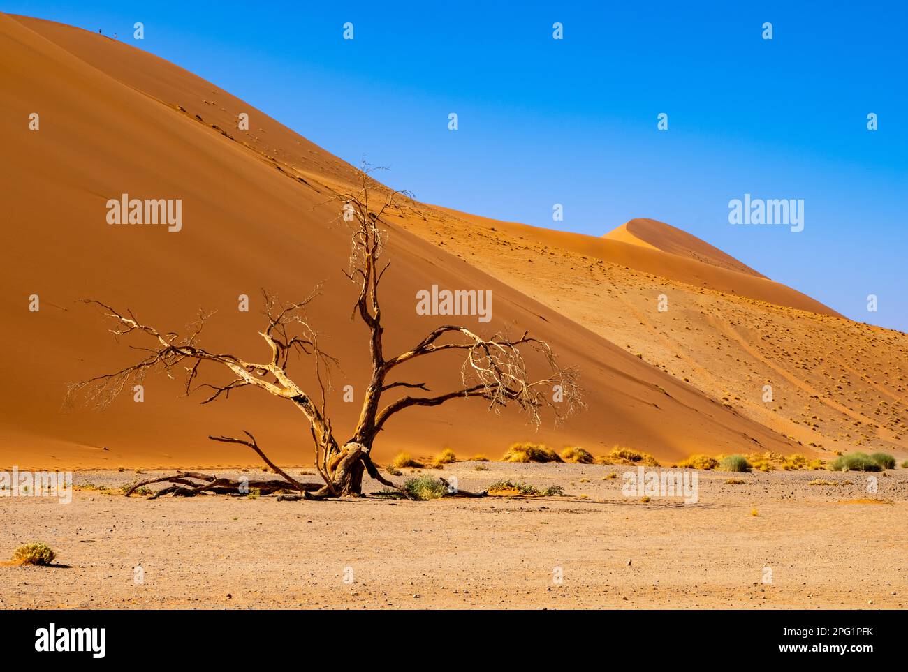 Sossusvlei, dunes de sable rouge en Namibie, située dans la partie sud du désert du Namib. Banque D'Images