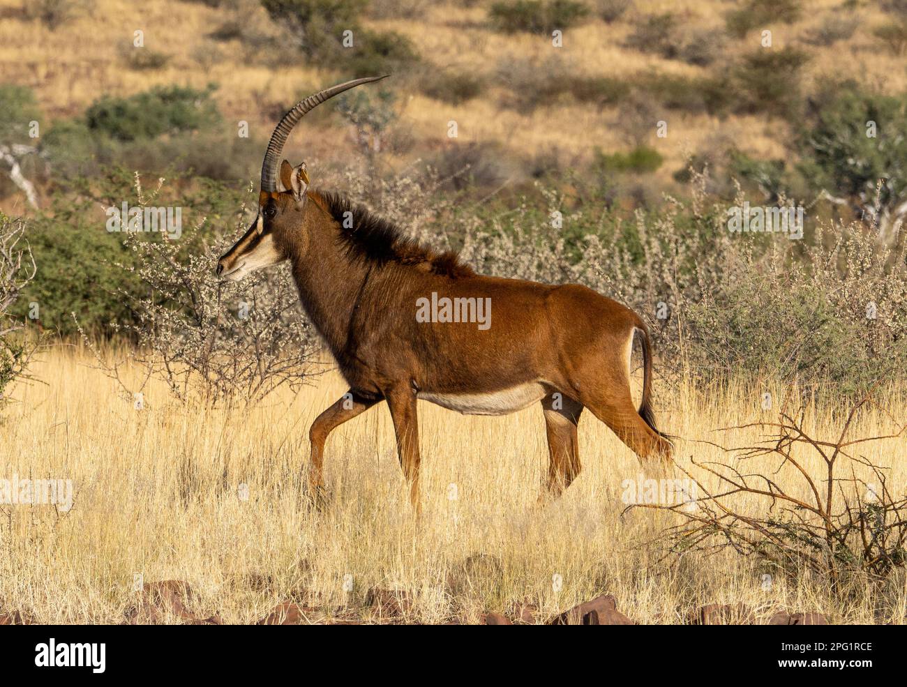 Antilope de sable, Mariental, Namibie Banque D'Images