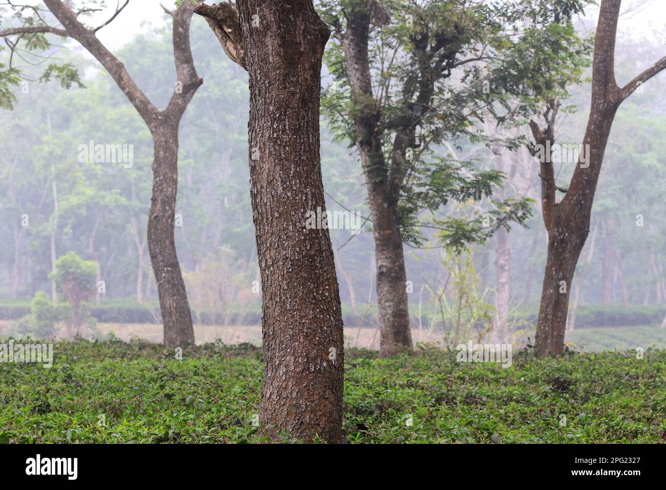 Belle matinée au-dessus du jardin de thé. Cette photo a été prise de Chittagong, Bangladesh. Banque D'Images