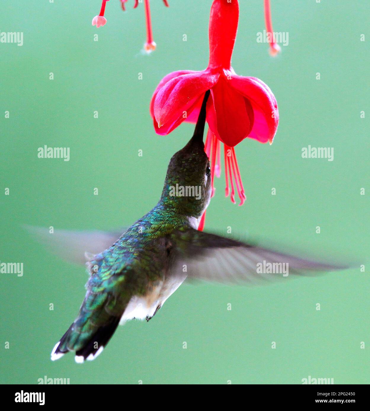 Hummingbird se nourrit de plantes au printemps. Banque D'Images