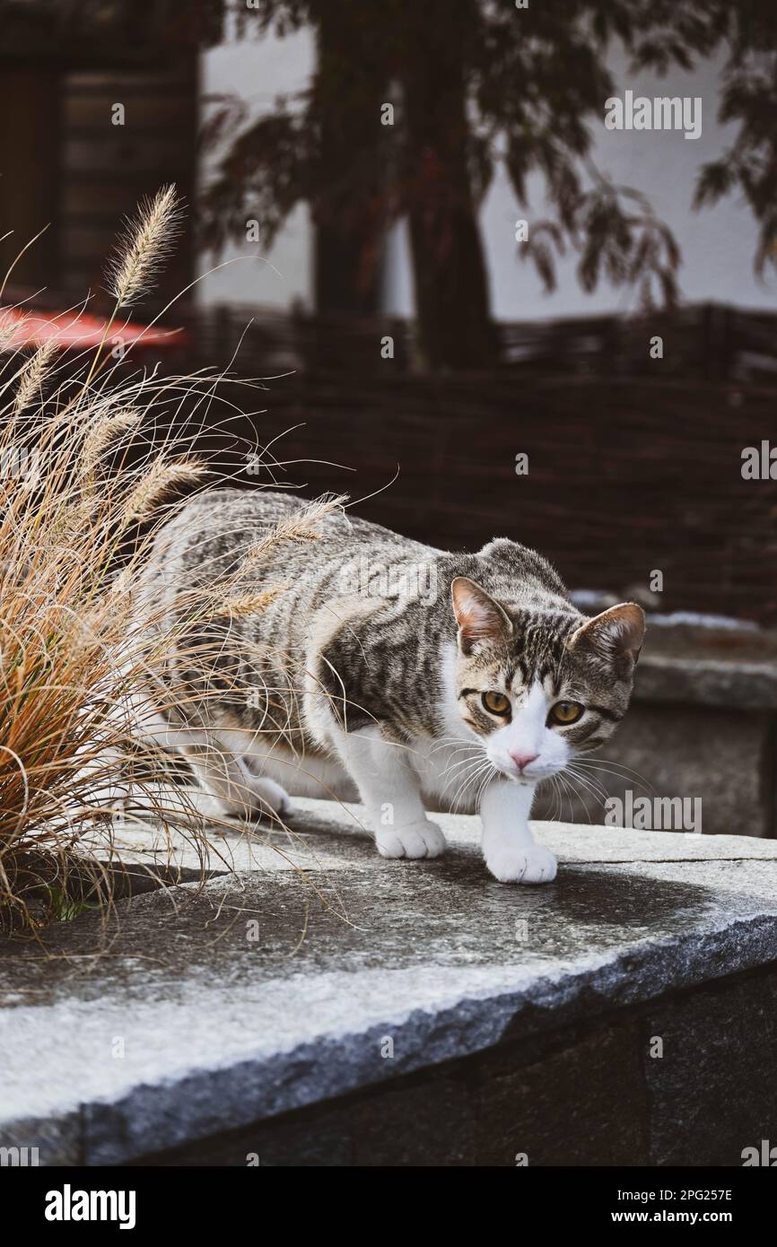 Chasse au chat domestique dans la rue Banque D'Images