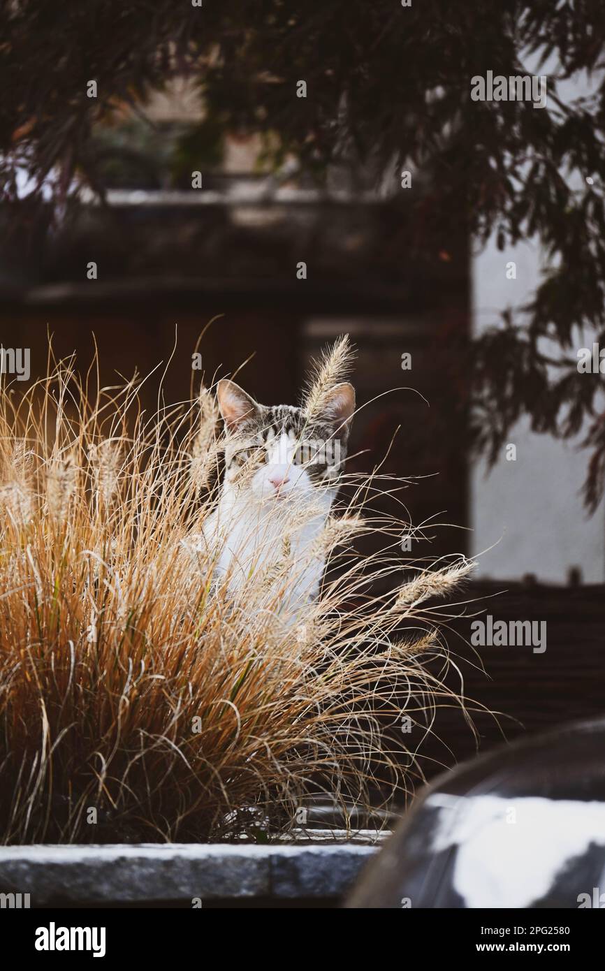 Le chat est assis dans la grande herbe. Beau chat domestique Banque D'Images